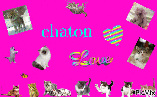 chaton - Animovaný GIF zadarmo