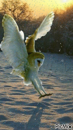Owl in the snow - Besplatni animirani GIF