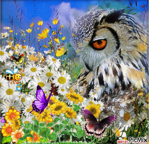 SUMMER OWL 1 - Free animated GIF