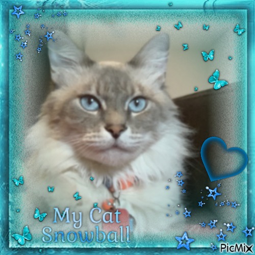 My Cat Snowball - ücretsiz png