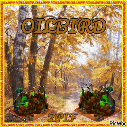 Oilbird - Free animated GIF