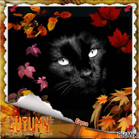 Chat d 'Automne - Free animated GIF