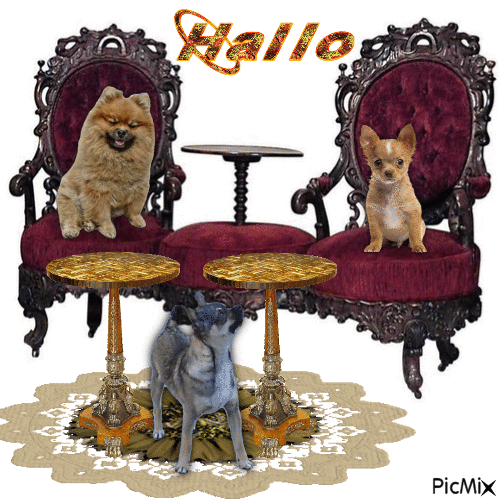 Pomeranian Diotje en Chihuahuas Ozzy en puppy - GIF animado grátis