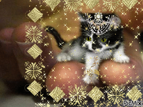 un chat en or - GIF animé gratuit