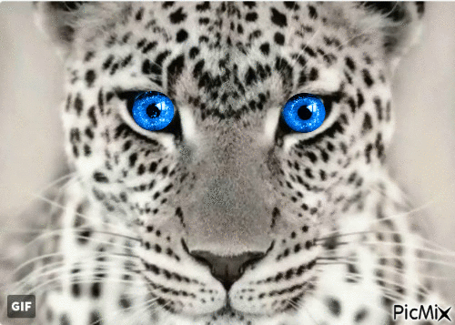 Blue eyed tiger. - GIF animado gratis