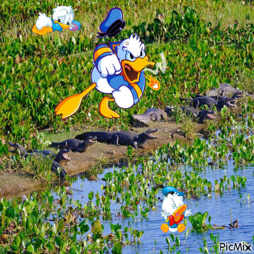 Donald Duck "SOS" - 無料のアニメーション GIF