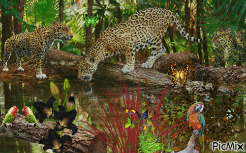 pays des léopards - GIF animé gratuit