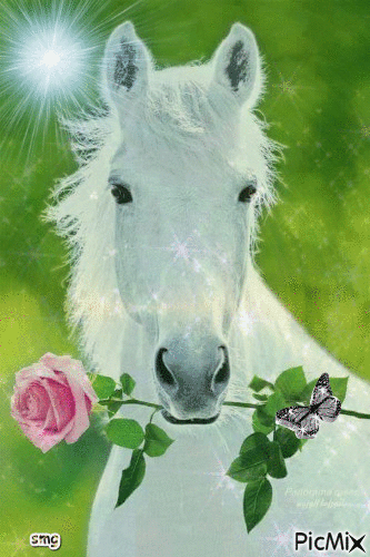 Cavalo Branco - GIF animado gratis