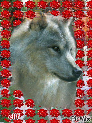 Wolf and flowers - GIF animé gratuit