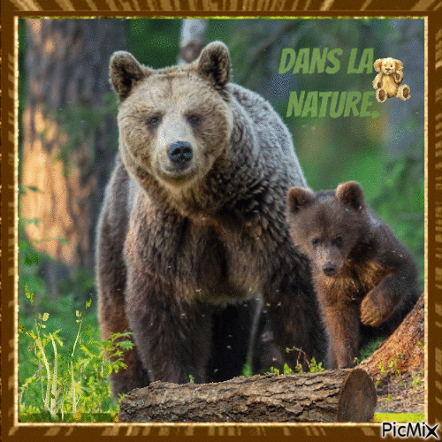 OURS DANS LA NATURE. - Free animated GIF