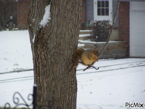 Squirrel w STICK - Безплатен анимиран GIF