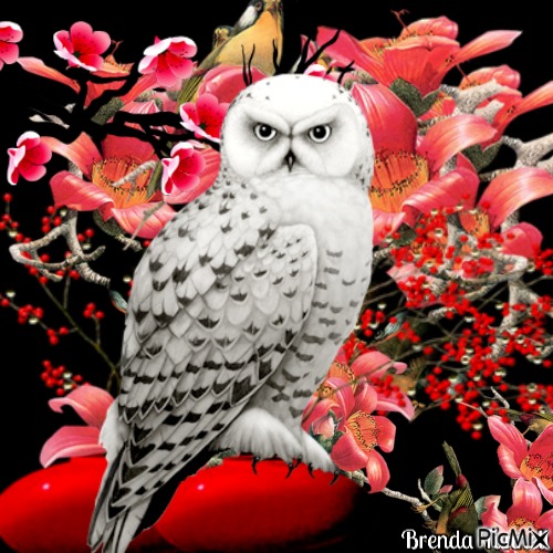 owl - 免费PNG