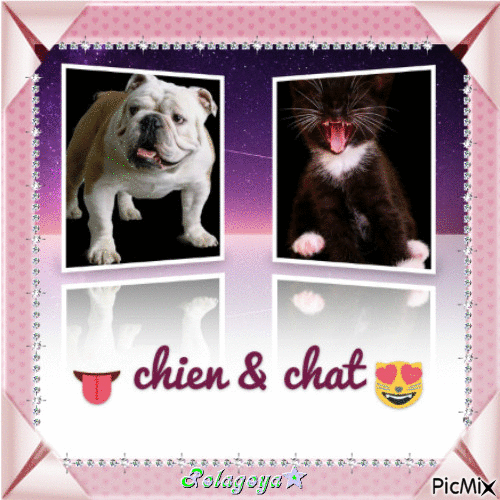 Chien 🐶 & 🐱 chat photo dans un cadre rose - GIF animé gratuit