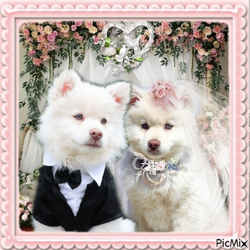 Hunde heiraten... sie sind wirklich ein Traumpaar - zdarma png