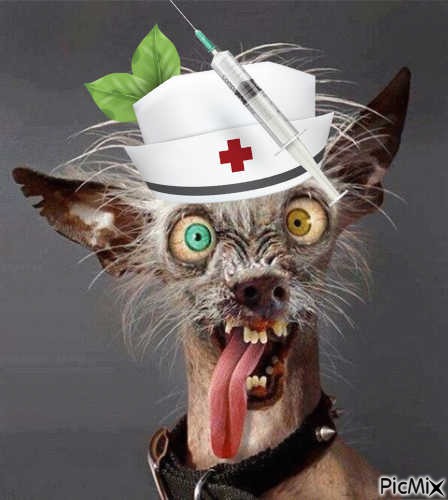 chien fou infirmière - PNG gratuit