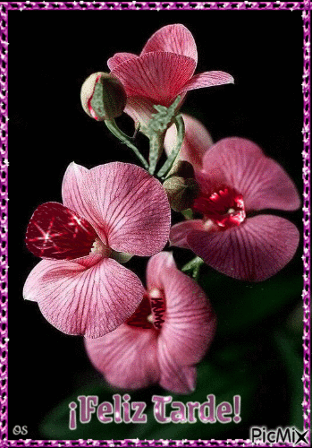 Orquídeas - Darmowy animowany GIF