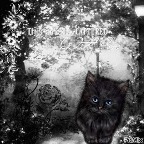 Chat noir dan sune Foret Noir - Gratis animerad GIF