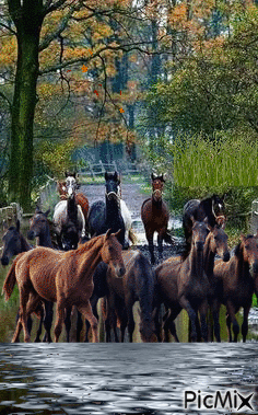 Caballos en el río - Zdarma animovaný GIF
