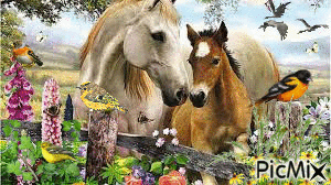 Aves e Cavalos - Ingyenes animált GIF