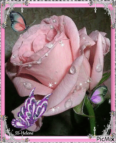 Pink rose.. - Ingyenes animált GIF