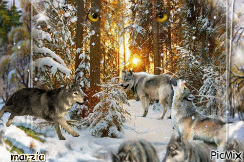 wolf - GIF animate gratis