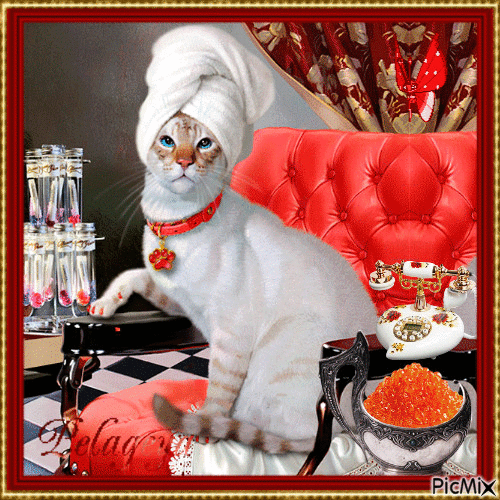Glamour puss - Free animated GIF