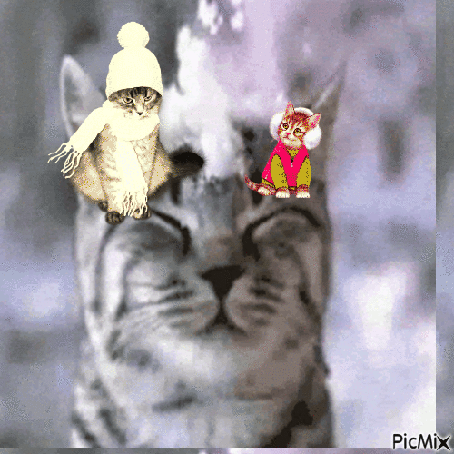 gatti - GIF animado gratis