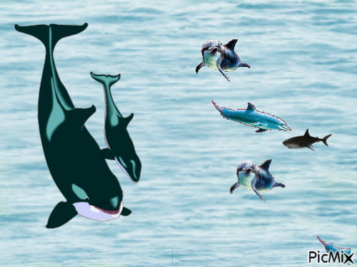 requin dauphins orgues - GIF animado grátis