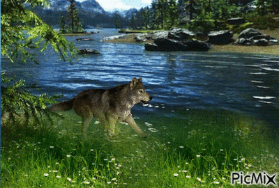 Wolf Run - Gratis animerad GIF