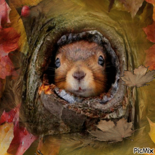 Squirrel... - 免费动画 GIF