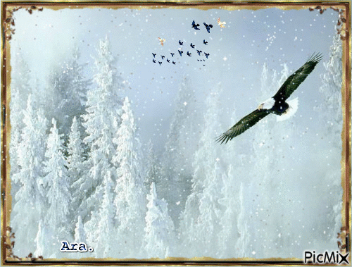 Águila - GIF animado grátis