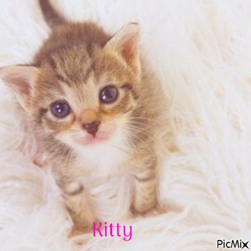 kitty - PNG gratuit