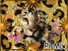 ptit léopard - Gratis animerad GIF