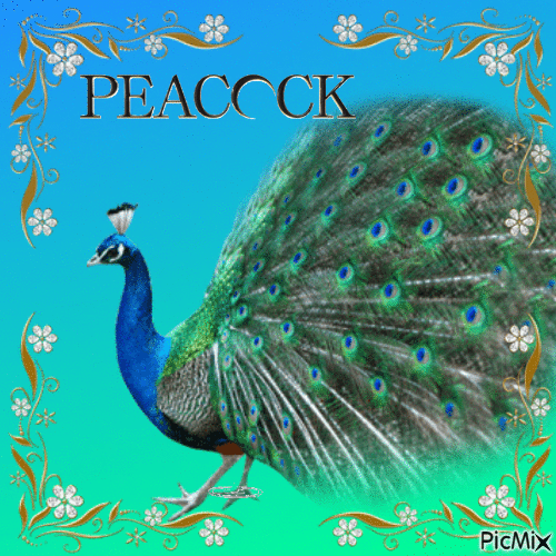 Peacock - GIF animado gratis