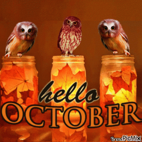 autumn owl - GIF เคลื่อนไหวฟรี