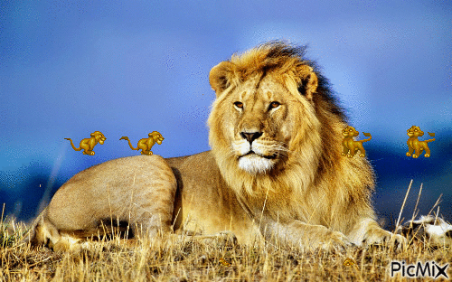 lion,lion,lion - GIF animasi gratis