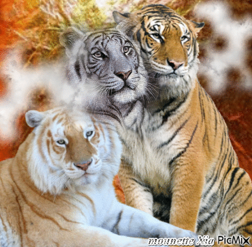 beauté des tigres - Бесплатный анимированный гифка