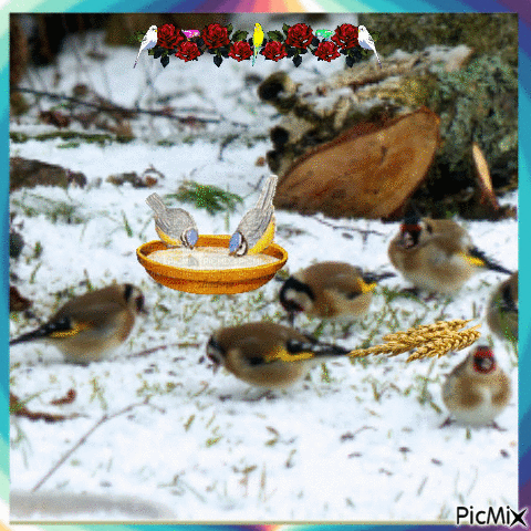 Oiseaux se nourissant l'Hiver - GIF animado grátis