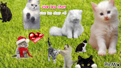 vive les chat - GIF animado gratis