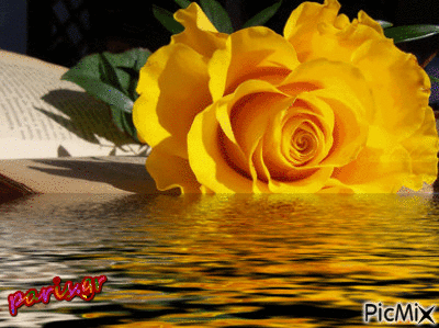 ροζα - Zdarma animovaný GIF