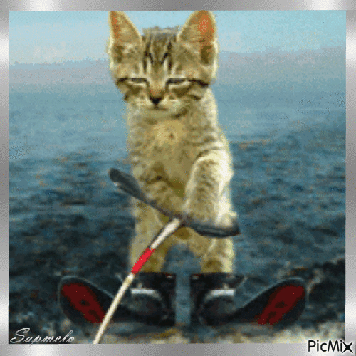 Gato - Esqui aquático - Free animated GIF