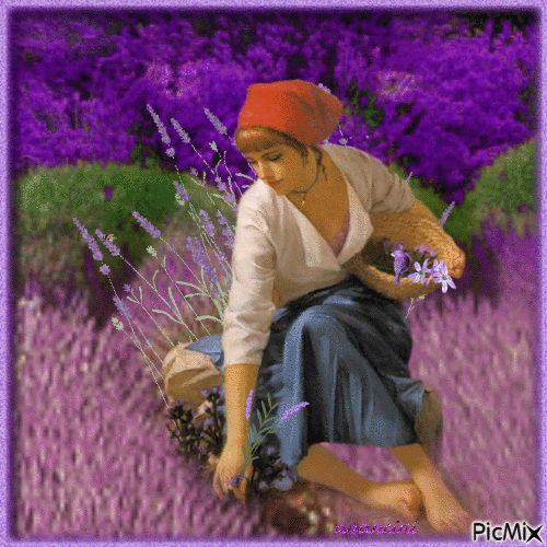 Woman in lavender field - Free animated GIF