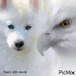 White Wolf and Eagle - Free animated GIF