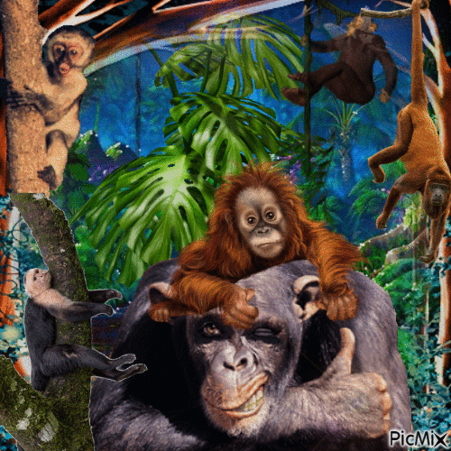 Monos - GIF animado grátis