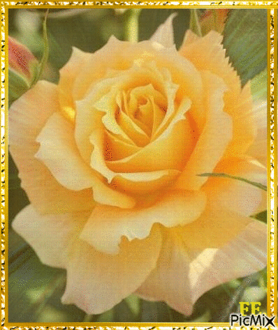 Sárga rózsa. - GIF animado grátis
