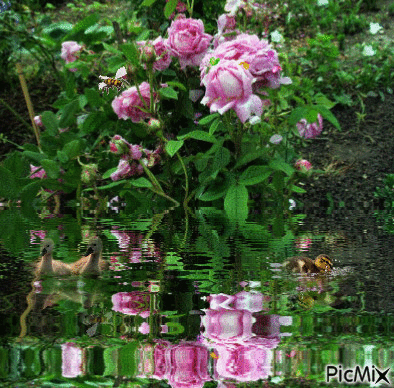 buisson de roses - Бесплатный анимированный гифка