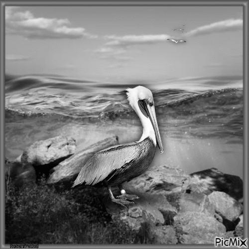 Pelican - Ücretsiz animasyonlu GIF