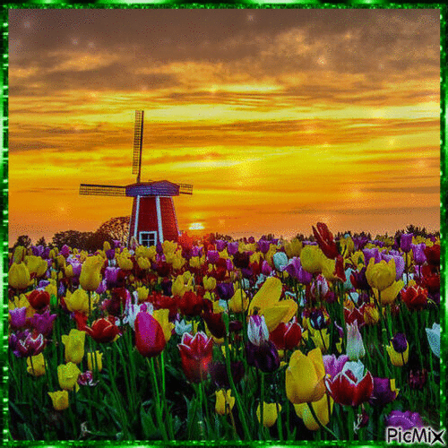 Tulip field at sunset - GIF animasi gratis