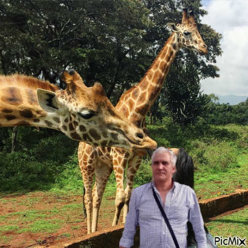 eu girafa - ilmainen png