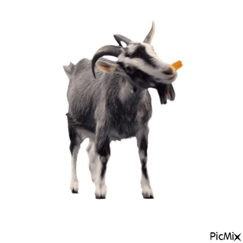 goat gif - GIF animasi gratis